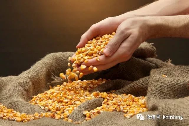 玉米怎么挂钩最合适 0296a0a18951402fb1637264042d3f83.jpeg