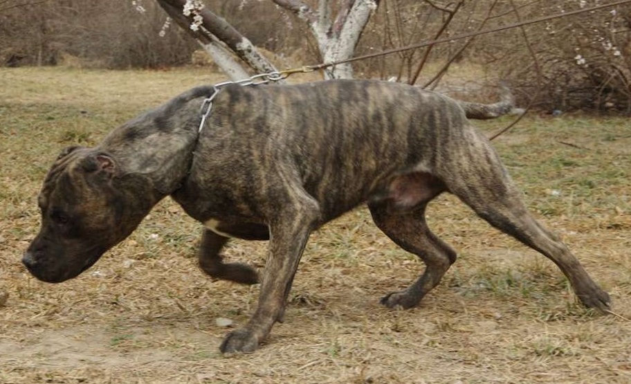 (5)加纳利犬