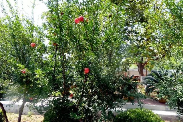 庭院种植风水_庭院风水种植什么树好_庭院风水种植什么最好