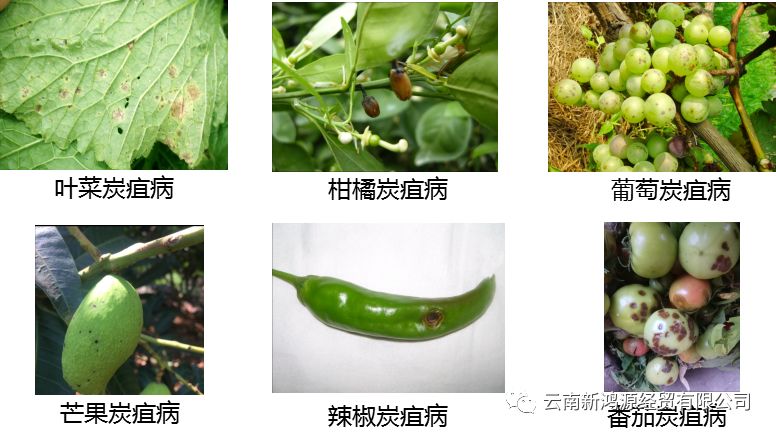 茄果叶菜类炭疽病属半知菌亚门真菌,水果类炭疽病属子囊菌真菌