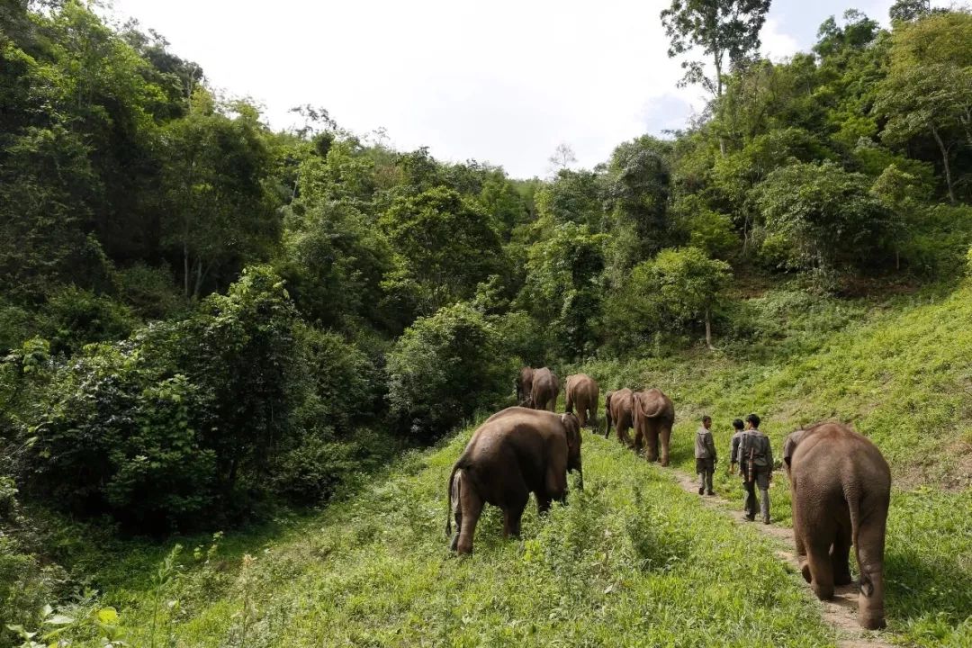 【云南旅游景区对全国医务人员免费时间和景区名单】迪庆疫情出行政策最新 【云南旅游景区对全国医务人员免费时间和景区名单】迪庆疫情出行政策最新