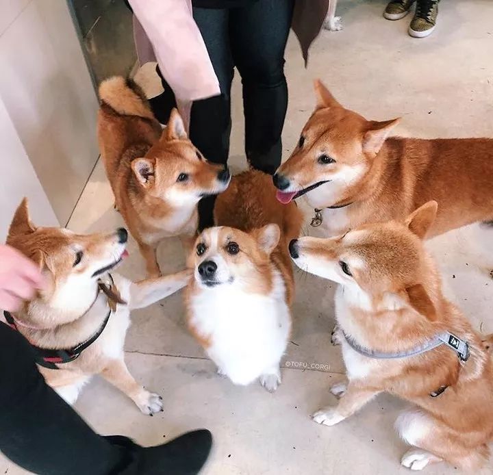 当一只柯基闯入柴犬的party:凭什么你们都比我高!