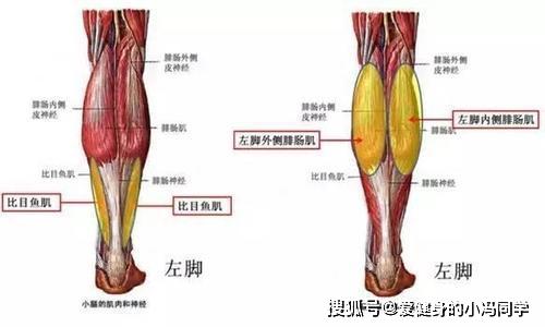 小腿肌肉分布图