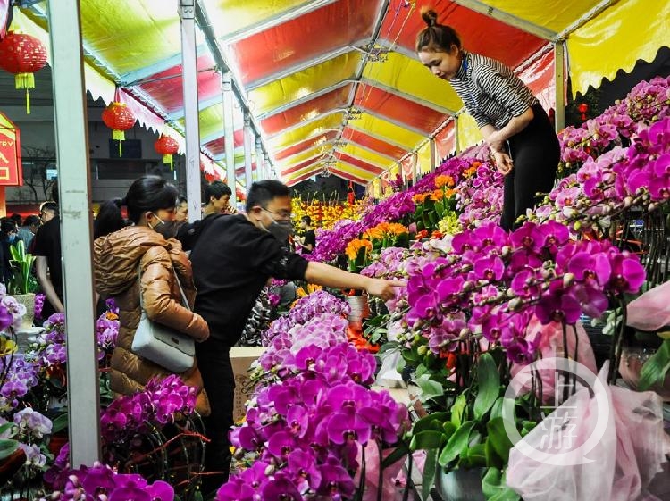 天南海北过大年|广州花市受青睐