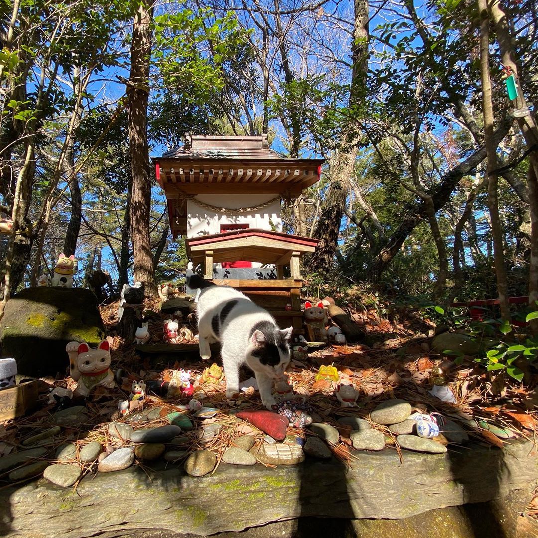 赐予美丽 为猫祈福 这些特殊的日本神社 也许你会想专程前往 猫咪