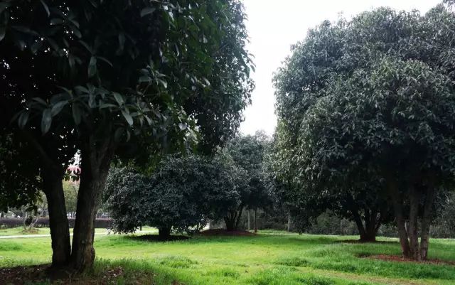 庭院种植风水_庭院风水种植什么最好_庭院风水种植什么树好