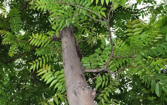 庭院风水种植什么最好_庭院风水种植什么树好_庭院种植风水