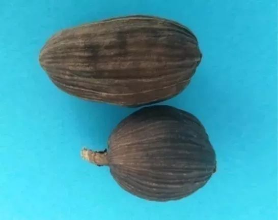 外被灰白色膜质的假种皮；质地：质硬；气味：有特异香气，味辛、微苦。