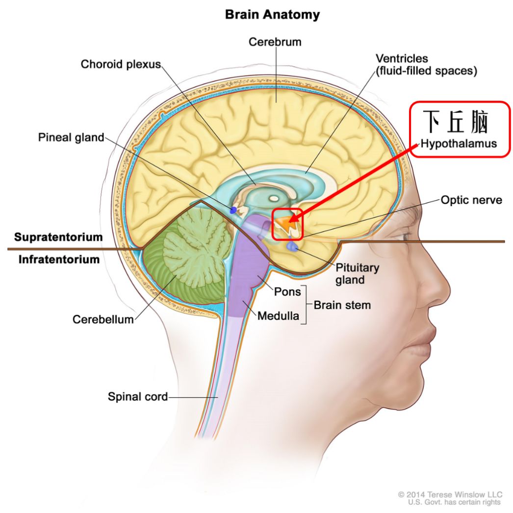 茶叶抗衰老的原理是什么_盛世经典茶叶是什么茶