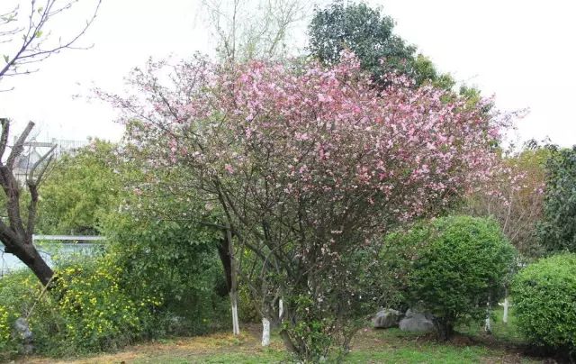 庭院风水种植什么树好_庭院风水种植什么最好_庭院种植风水