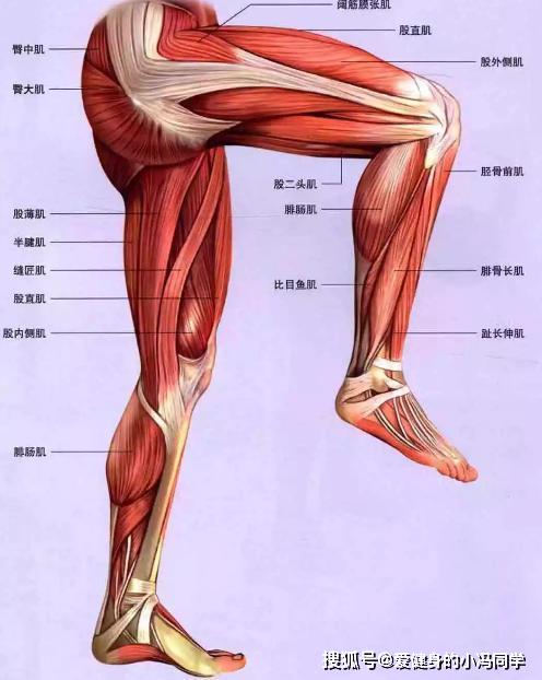 大腿肌肉1,臀大肌 2,臀中肌 3,臀小肌臀部肌肉分布图臀部肌肉徒手深蹲
