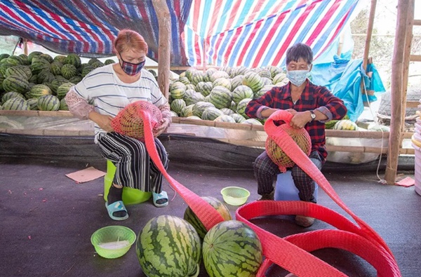 复工复产·抗击疫情 | 王五镇兴荣村西瓜基地：一天卖出西瓜40吨！