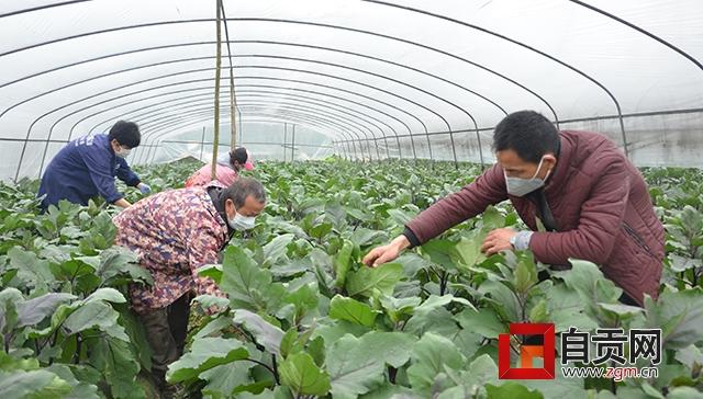 什么时候收花菜 d3442822f57d4a0a8e9e9ec58ce1d0a4.jpeg