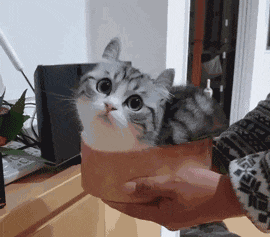 搞笑gif:我喜欢这个豆豆眼妹子