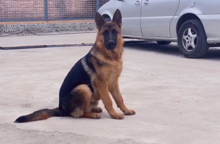 1/ 12 德国牧羊犬(german shepherd),别名德国黑背(贝),也就是人们常