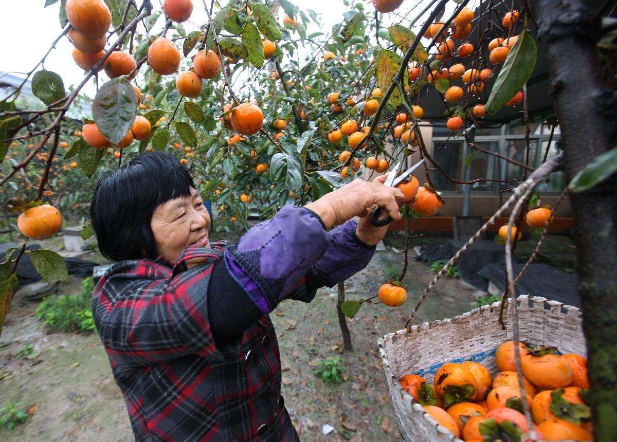 苗庄镇人口_孟庄镇郑屯人口(3)