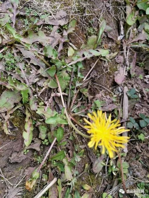 婆婆丁的功效及作用 012d8802af9540f2942ca6cd221b6597.jpeg