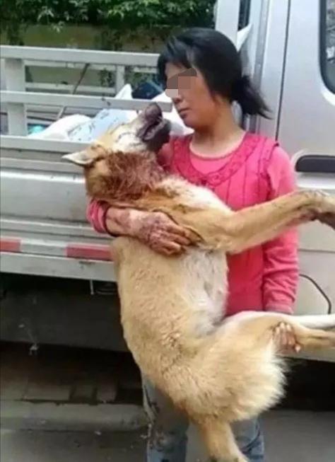 憤怒：土狗與名犬「談戀愛」後，慘遭名犬主人割斷喉嚨 寵物 第3張