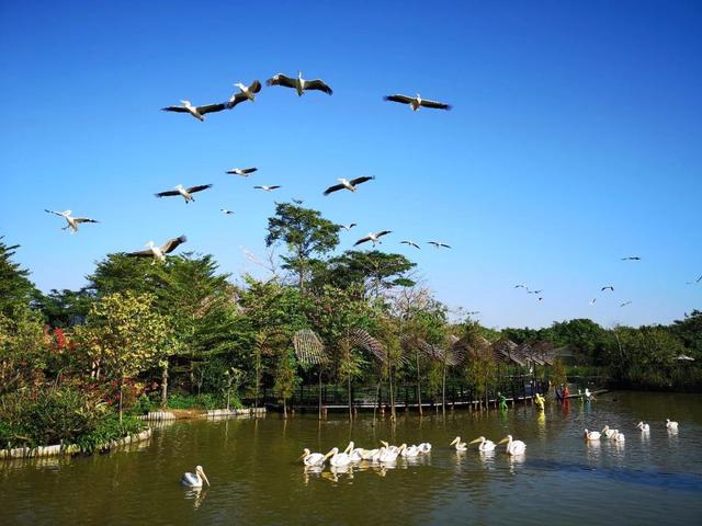 捍卫生命的"白衣天使",南沙四大景区:天后宫,南沙湿地,水鸟世界生态园