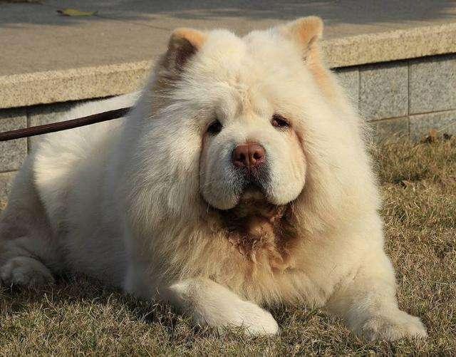 「狗中大貓熊」——松獅犬有7個優點，你想養一隻嗎？ 寵物 第5張