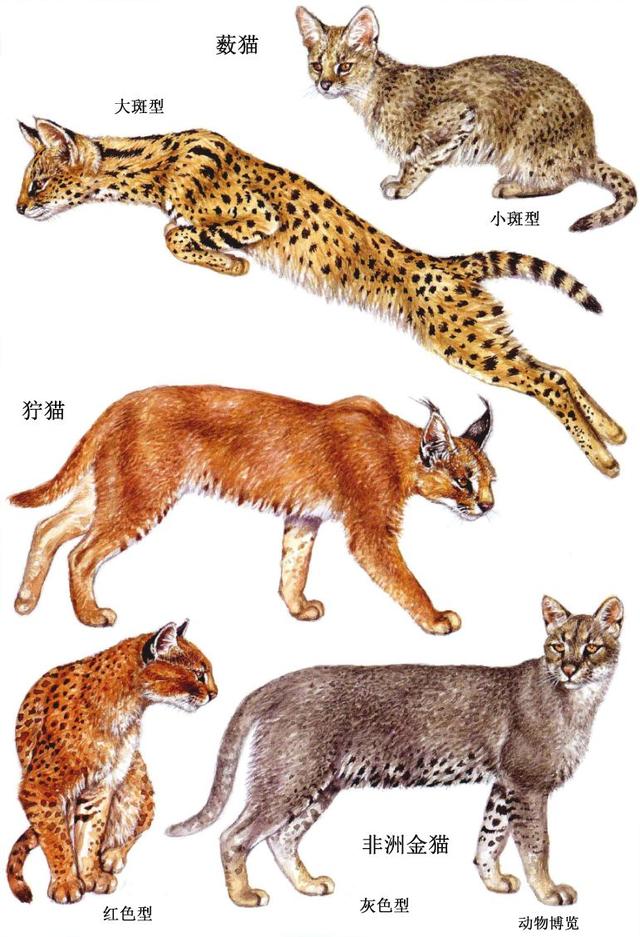 狞猫找到了真正的亲戚,就是同生活在非洲的两种中型猫类——薮猫和