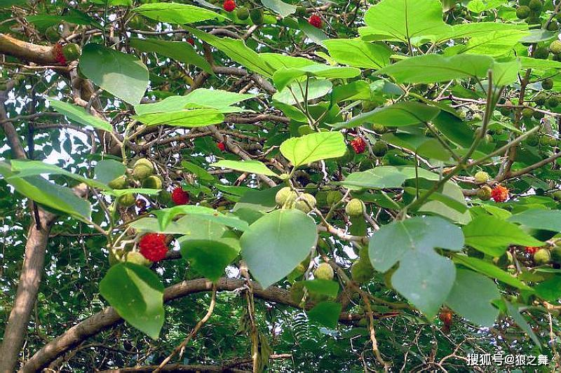 附近有没有收构树果的 3dba722f9c4745ba9b2e9a844d92c079.jpeg