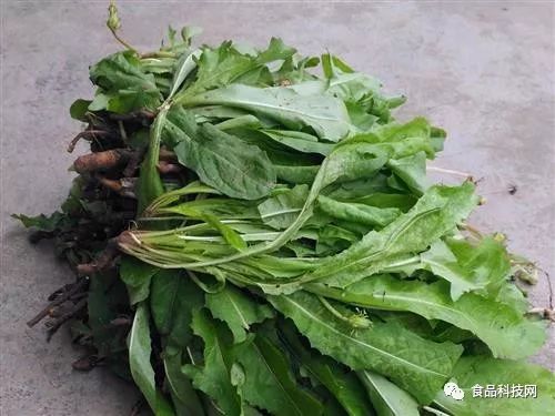 婆婆丁的功效与禁忌有哪些 4645d204dd394724a61a5e3c9163f5e0.jpeg