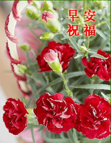 2020漂亮好看的早上好动态美图鲜花带字,早晨好幸福暖