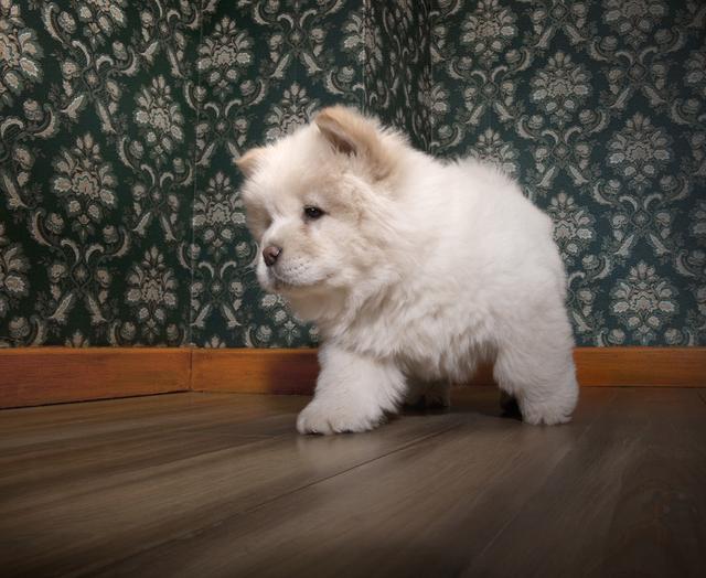 「狗中大貓熊」——松獅犬有7個優點，你想養一隻嗎？ 寵物 第7張