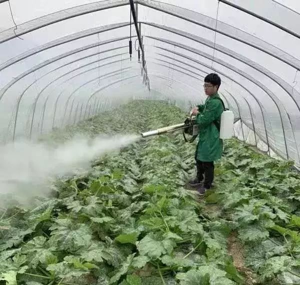 不用担心没菜吃,宜兴新播种蔬菜近3000亩