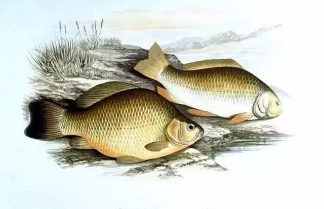 如何杀鲫鱼才好吃 7a035477675d4e368e7f3c256244a721.jpeg