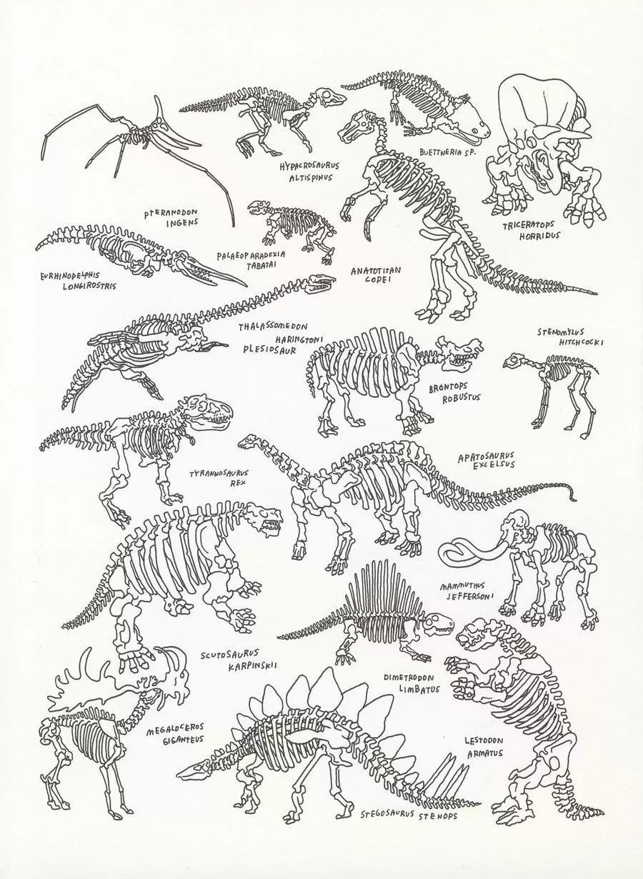 jason 还为自然博物馆里的石头,动物标本们都画了速写  也许jason的