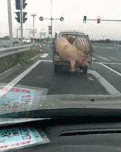 爆笑动图动图：说了你们不信，回家路上捡到一头猪