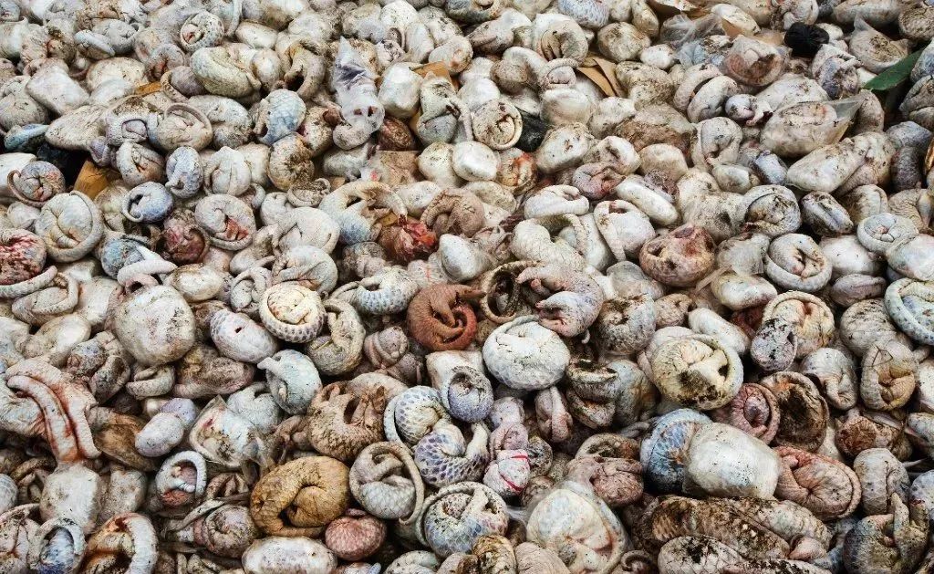 现在全球有多少只穿山甲 9b445cec02a544249baafe7c13e9bff8.jpeg