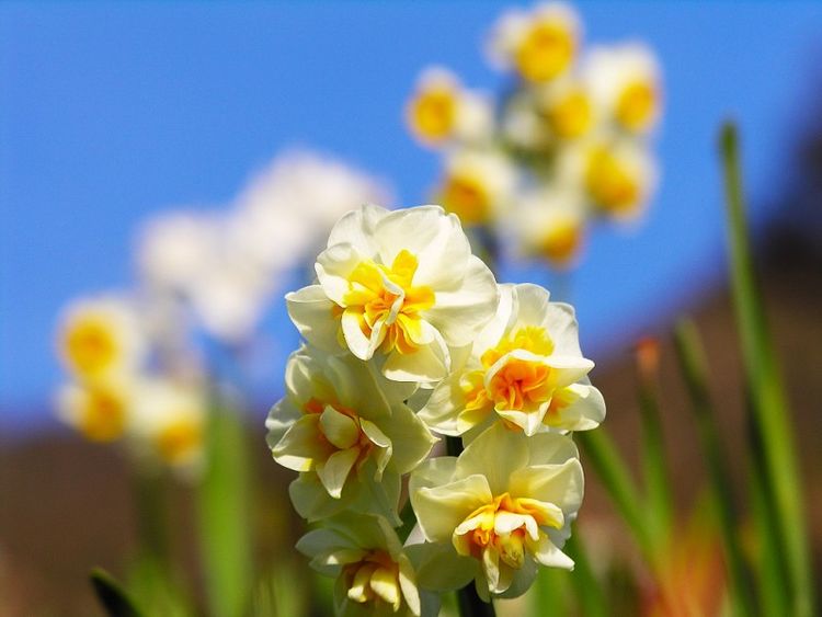 3月桃花签,桃花纷飞,爱情美满,3大生肖福气迎进门