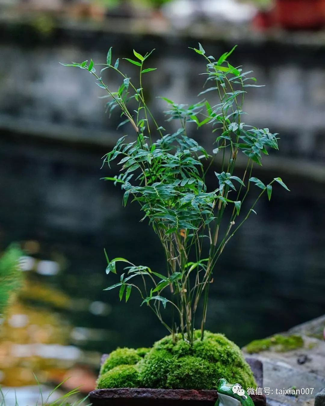 竹院禅意