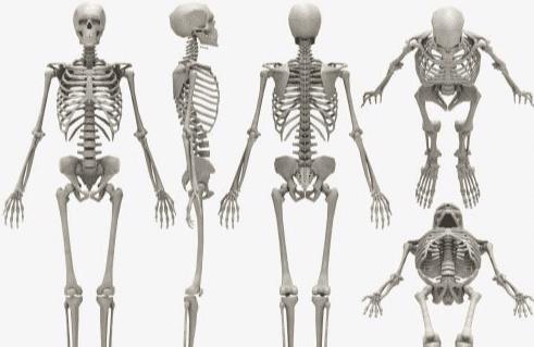 如何挑选大骨头 b92093e9646344128215b9826d125b42.jpeg