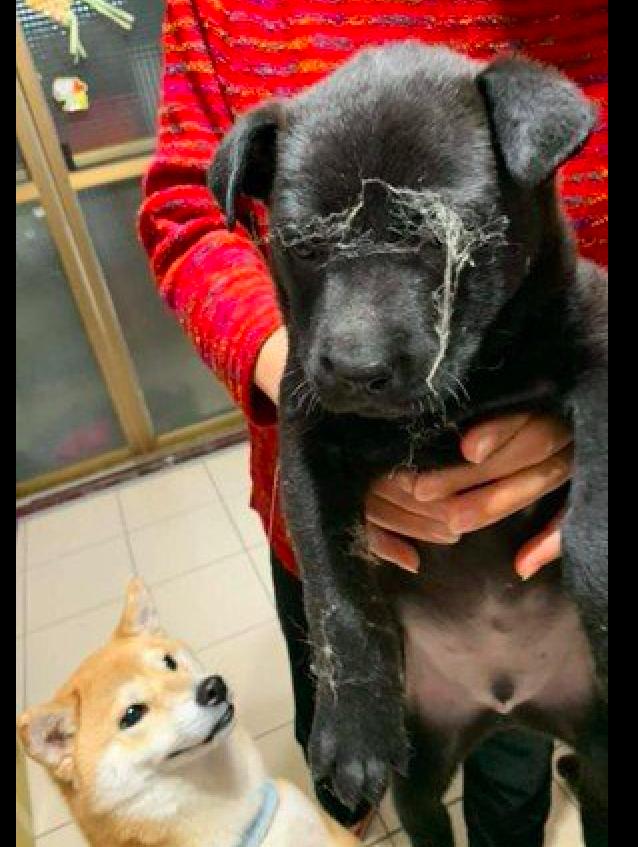 黑狗眼睛被蒙上了蜘蛛網，柴犬在一旁幸災樂禍：原諒讓我笑一會！ 寵物 第1張