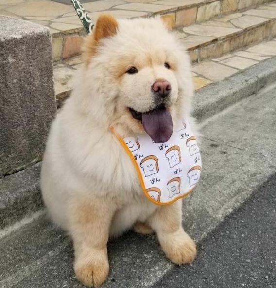 「狗中大貓熊」——松獅犬有7個優點，你想養一隻嗎？ 寵物 第4張