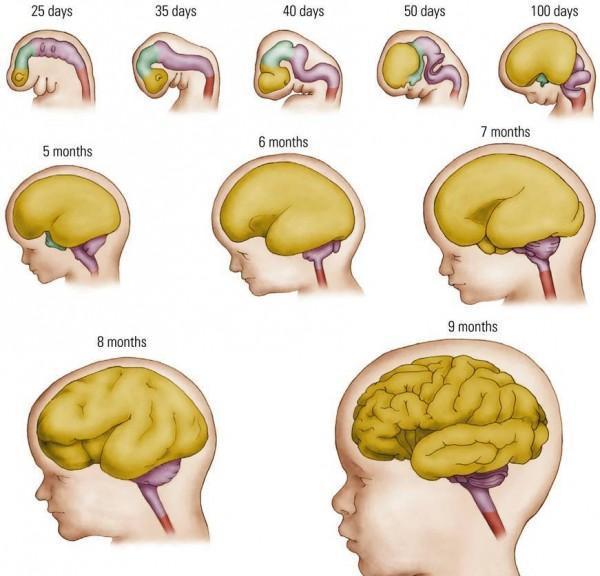 几个月胎儿长的最快 c1db5a5a5df548348763ab74406b5e1a.jpeg