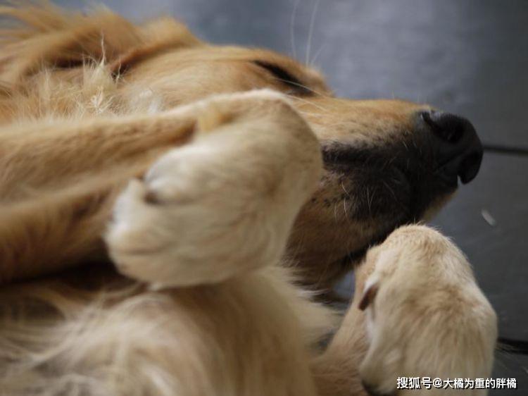 为什么这么多人喜欢养猫狗呢 c9c7f31b209847e6b97ad25e0cbb6776.jpeg