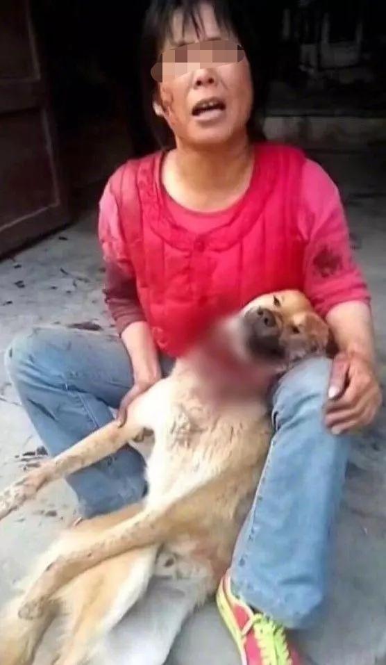 憤怒：土狗與名犬「談戀愛」後，慘遭名犬主人割斷喉嚨 寵物 第2張