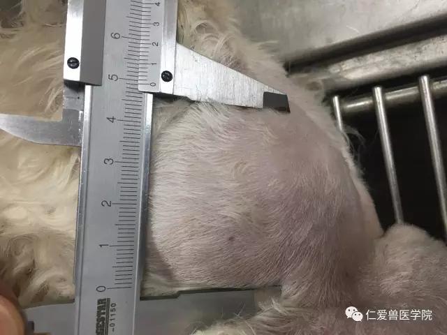 多中心性淋巴瘤患犬会表现出全身性淋巴结肿大.