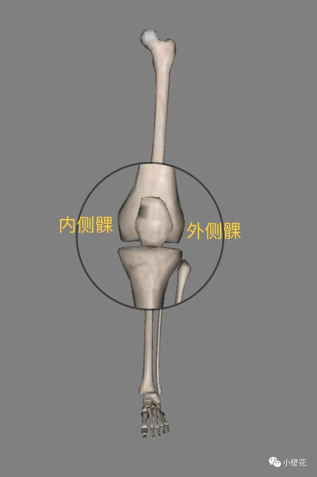 膝盖内侧突出的原理和解决方法_哔哩哔哩 (゜-゜)つロ 干杯~-bilibili