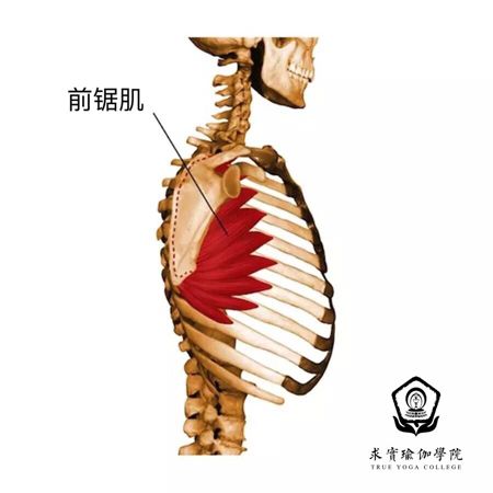 胸小肌部位:在胸大肌下面起点:第三～第五肋骨前面止点:肩胛骨喙突