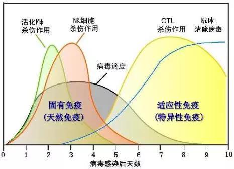 典型病毒感染过程中固有免疫和适应性免疫的应答时相