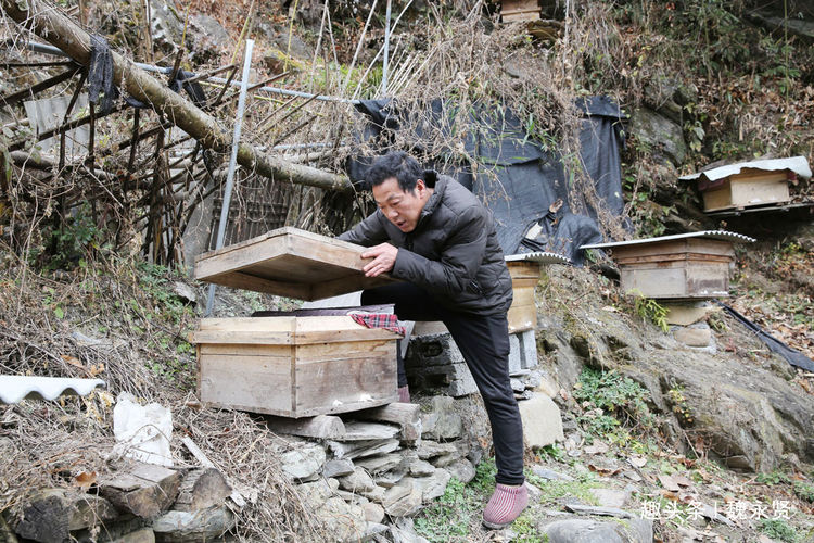 镇坪县有多少人口_镇坪山村人家买一头猪过年 做成腊肉吃一年