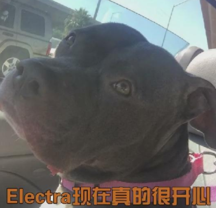 比特犬被送進收容所，得知主人不會再回來，再兇猛的狗也忍不住了 寵物 第8張