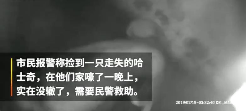 哈士奇被好心人收養，可沒想到竟嚎了一晚上，最後驚動了民警... 寵物 第1張