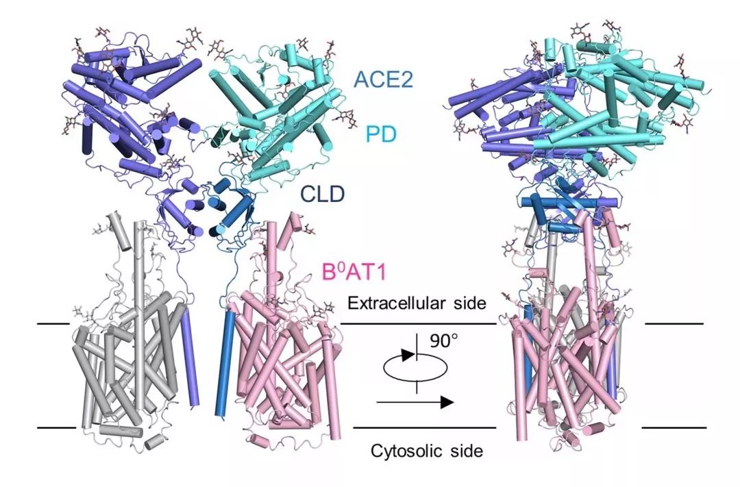 西湖大学宣布成功解析新冠病毒细胞受体空间结构